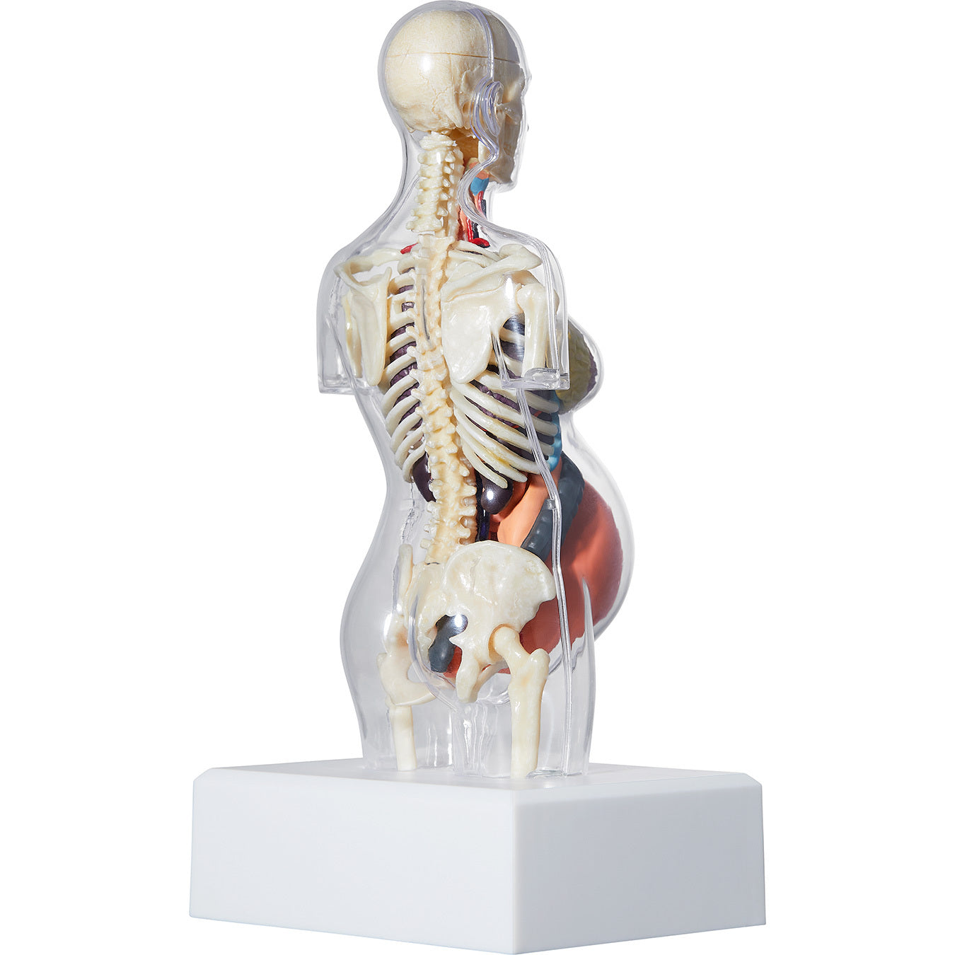 Female Anatomy Model