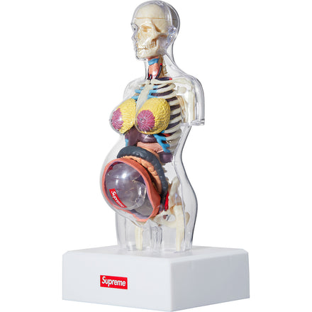 Female Anatomy Model