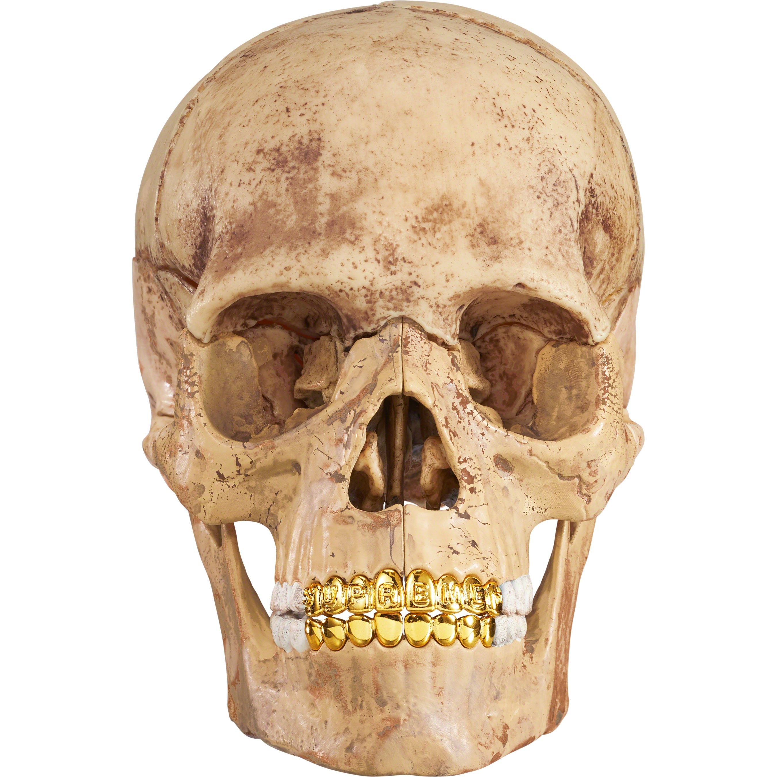 4D Model Human Skull