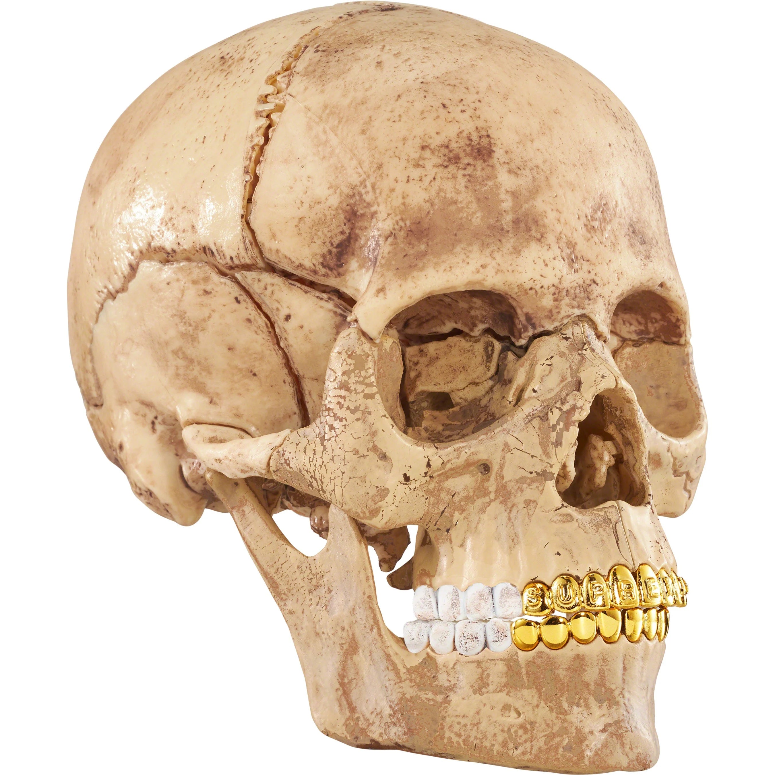 4D Model Human Skull